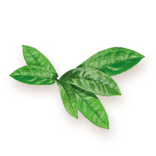 BioMenü Organic Matcha Tea Capsules 60 pcs material