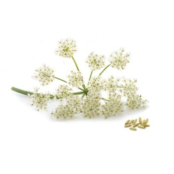 Anise