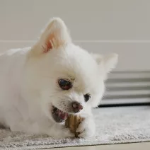 Immune-boosting dental care dog snack with maitake mushrooms