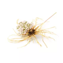 Valerian