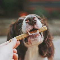 Homemade dog treats made from carob powder