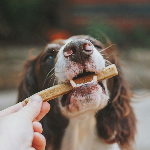 Dog Treats Made with Homemade Carob Powder